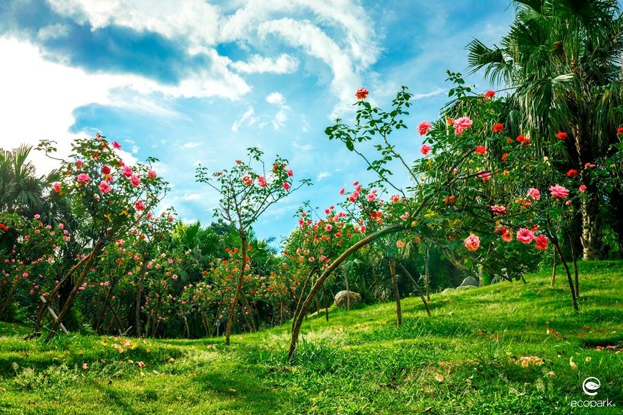 Hình ảnh trẻ em đang vui đùa chạy nhảy trên bãi cỏ tại Công viên Mùa Xuân Ecopark